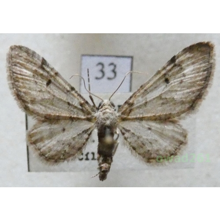 Eupithecia pimpinellata (Hübner, 1813) Czech33